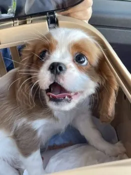 M.K 様のお迎えした子犬