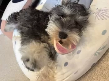 おかゆ 様のお迎えした子犬