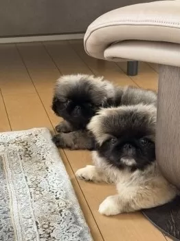 T.I 様のお迎えした子犬