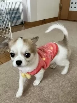 E.O 様のお迎えした子犬