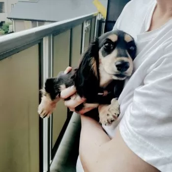 I.N 様のお迎えした子犬
