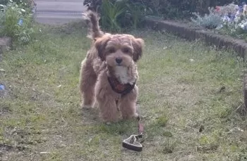Y.M 様のお迎えした子犬