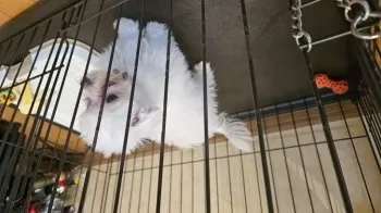 なんちゃん 様のお迎えした子犬