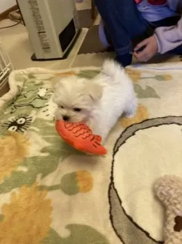 ヒロ 様のお迎えした子犬