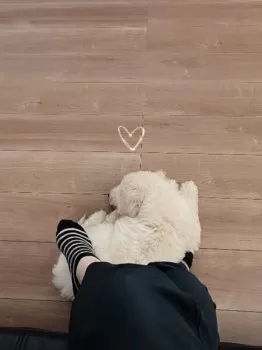 むぎ 様のお迎えした子犬