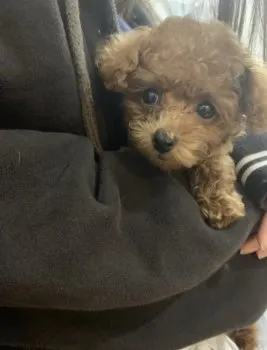 Y.S 様のお迎えした子犬