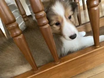 あんころもち 様のお迎えした子犬