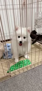 S.H 様のお迎えした子犬