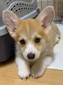 とも 様のお迎えした子犬