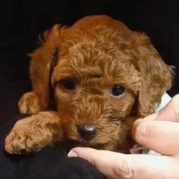 まあぼ 様のお迎えした子犬