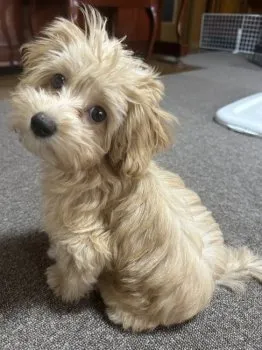 ちぃ 様のお迎えした子犬