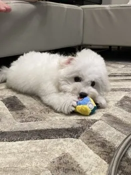 R.S 様のお迎えした子犬