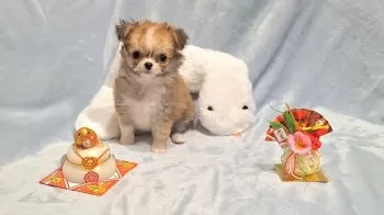 エリー 様のお迎えした子犬