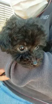 Ohanaのママ 様のお迎えした子犬