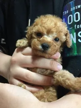 スカイ 様のお迎えした子犬