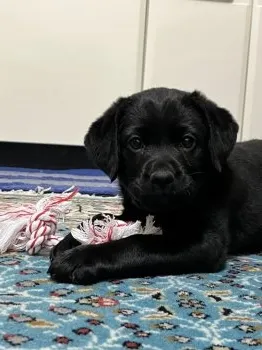mia 様のお迎えした子犬