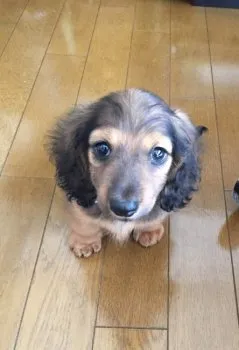 ラッキー 様のお迎えした子犬