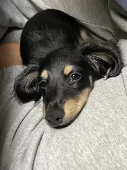 M.T 様のお迎えした子犬