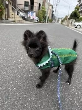 K.N 様のお迎えした子犬