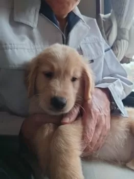 K.S 様のお迎えした子犬