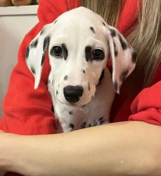 N.S 様のお迎えした子犬