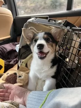 R.Ｉ 様のお迎えした子犬