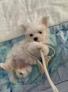 M.T 様のお迎えした子犬