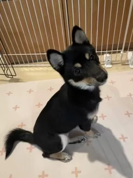 M 様のお迎えした子犬