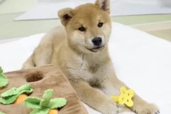 A.M 様のお迎えした子犬