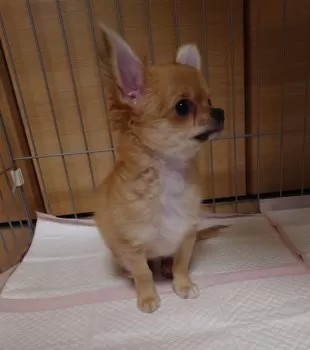 チロレーオ 様のお迎えした子犬