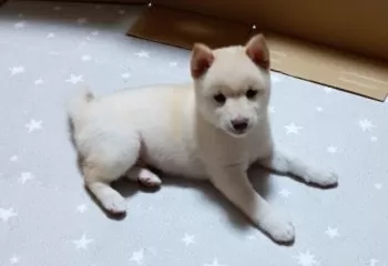 おばば 様のお迎えした子犬