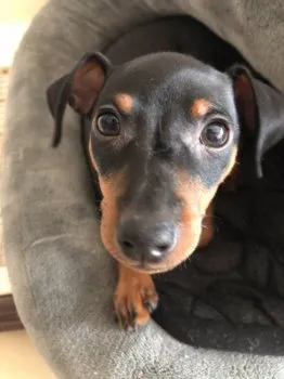 Naka 様のお迎えした子犬