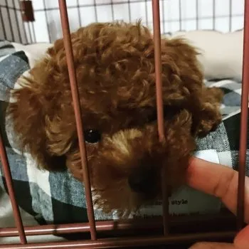 チョコ 様のお迎えした子犬