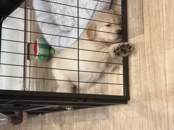 M.S 様のお迎えした子犬