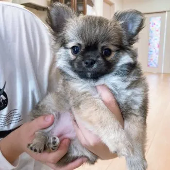 aaa 様のお迎えした子犬