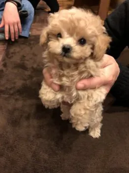リッキー 様のお迎えした子犬