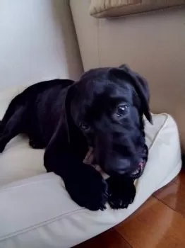 W 様のお迎えした子犬