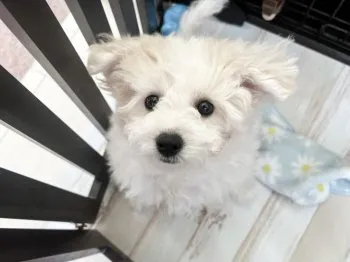 ジルポムまま 様のお迎えした子犬