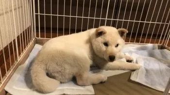 N.I 様のお迎えした子犬