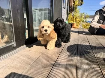M.Y 様のお迎えした子犬