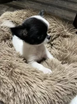 Ｔ 様のお迎えした子犬
