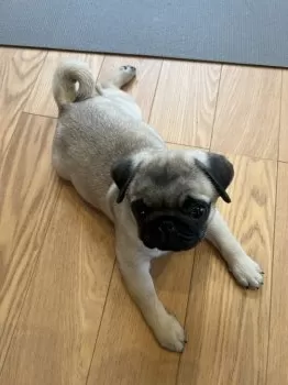 A.M 様のお迎えした子犬