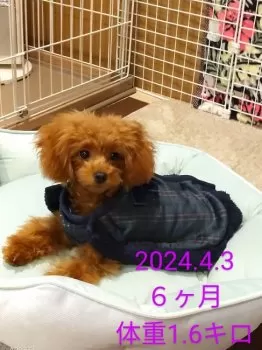 かこ 様のお迎えした子犬