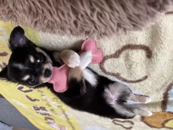 たかね 様のお迎えした子犬