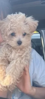 YH 様のお迎えした子犬
