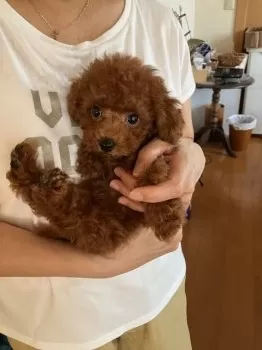 チャッピー 様のお迎えした子犬