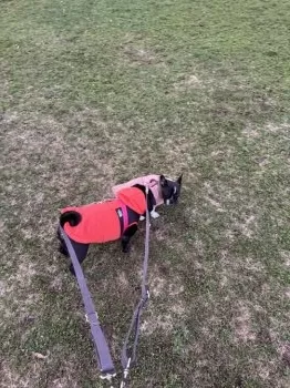 N.A 様のお迎えした子犬