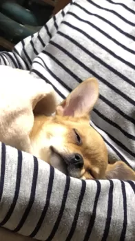 R.T 様のお迎えした子犬