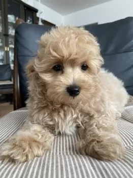 おん 様のお迎えした子犬
