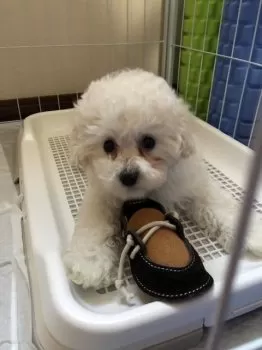 M.Y 様のお迎えした子犬
